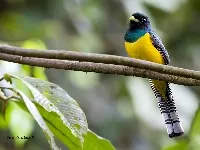 Trogon cabeciverde